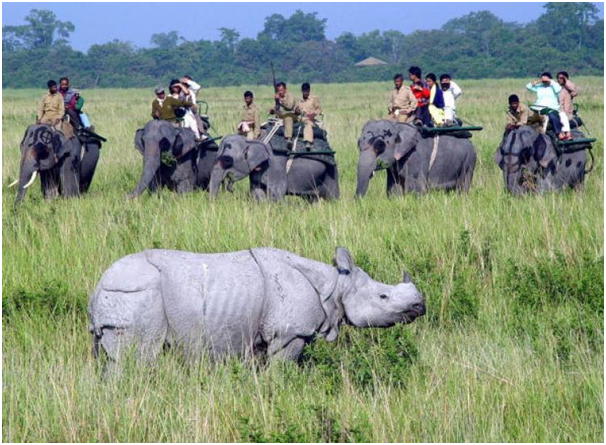 Kaziranga National Park