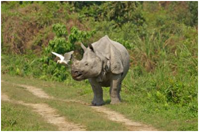 Orang National Park