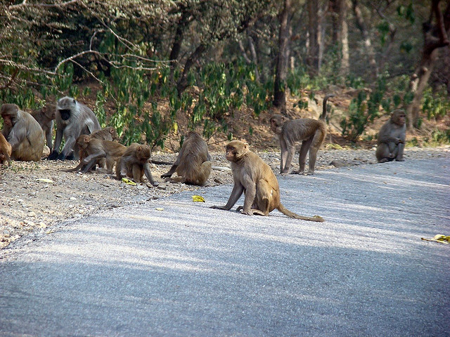 sariska national park