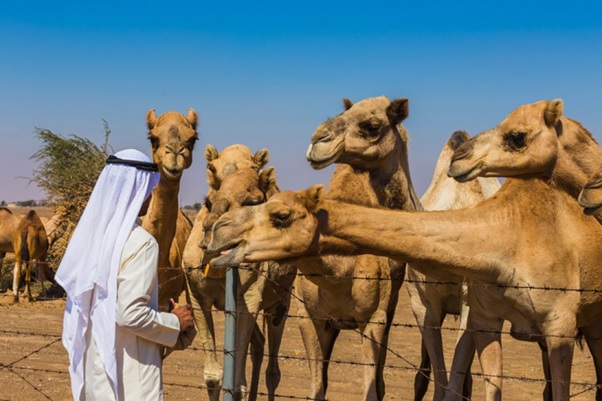 desert safari dubai