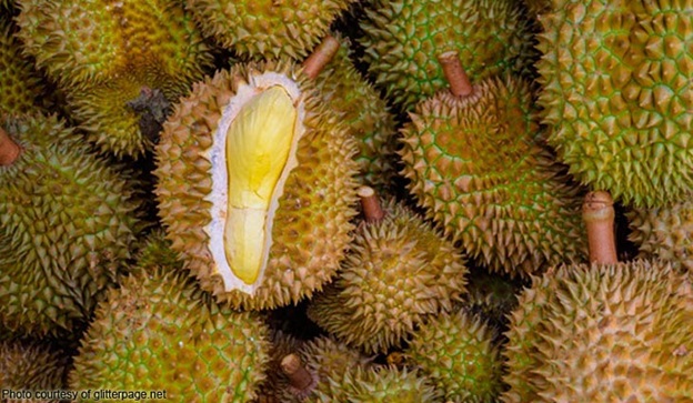 Davao’s Durian