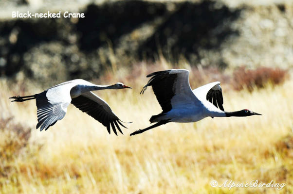 Sichuan Birding Tour