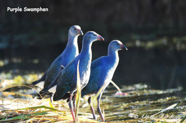 Sichuan birding trip