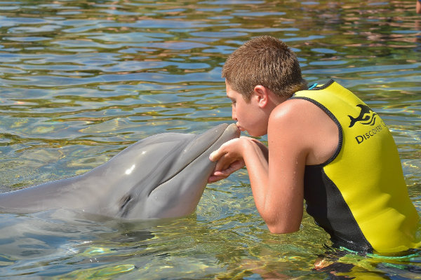 Swim and Play with Dolphins