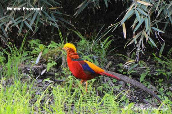 birding trips in Sichuan