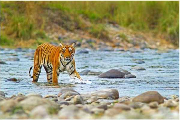 Jim Corbett National Park